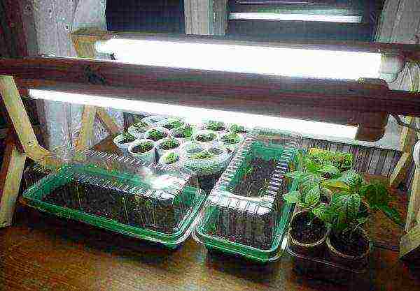 at what temperature to grow tomato seedlings