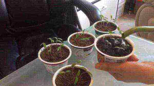 at what temperature to grow tomato seedlings