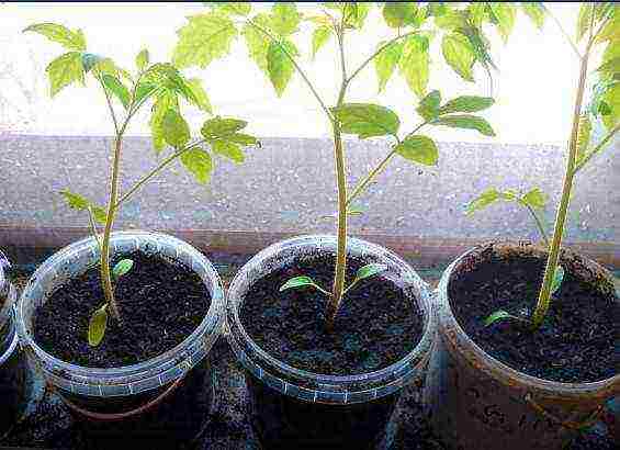 at what temperature to grow tomato seedlings