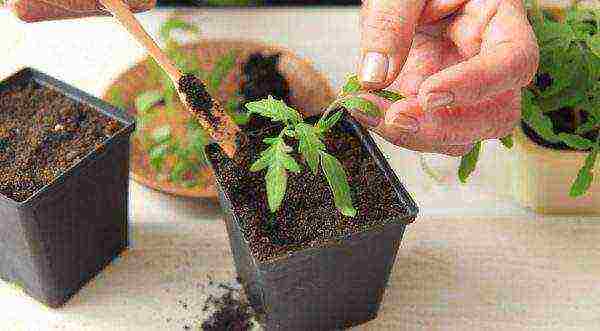 at what temperature to grow tomato seedlings
