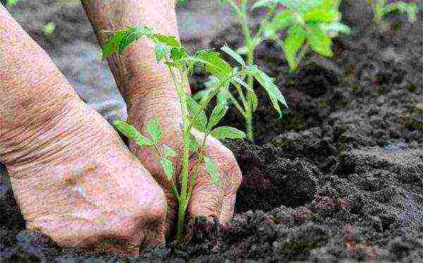 at what temperature to grow tomato seedlings