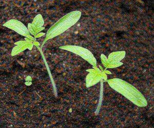 at what temperature to grow tomato seedlings