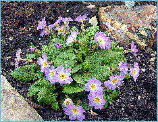 primrose planting and care in the open field in the Urals