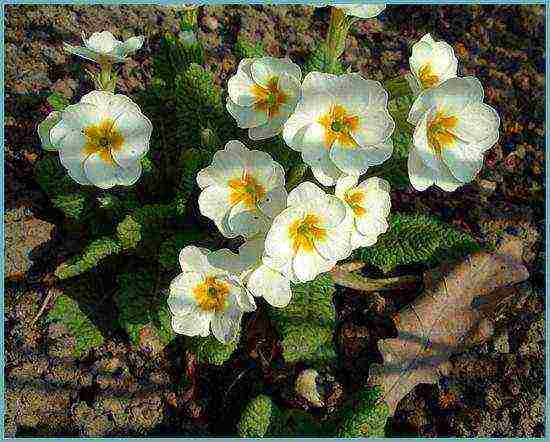 primrose planting and care in the open field in the Urals