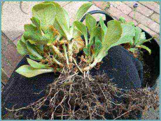 primrose planting and care in the open field in the Urals