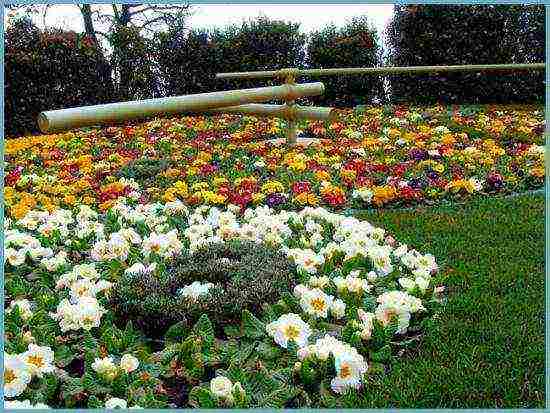 primrose planting and care in the open field in the Urals