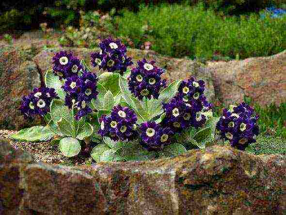 primrose planting and care in the open field in the Urals