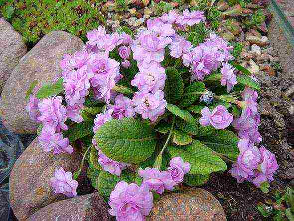 primrose planting and care in the open field in the Urals