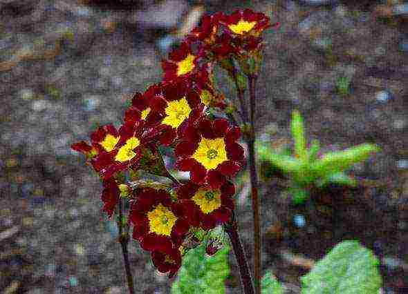 primrose planting and care in the open field in the Urals