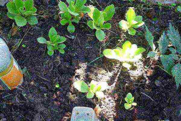 primrose planting and care in the open field in the Urals