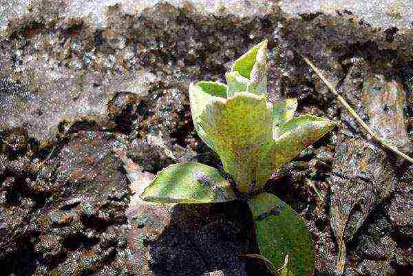 primrose planting and care in the open field in the Urals