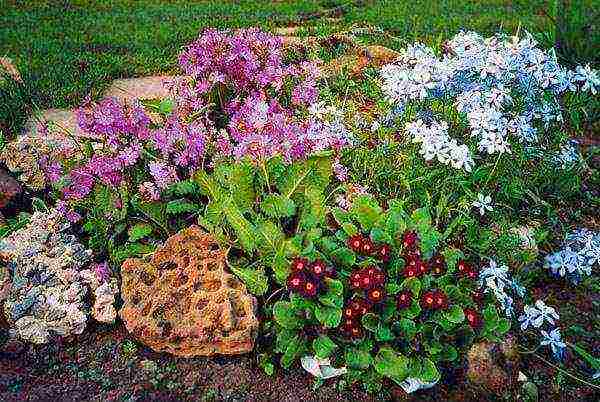 primrose planting and care in the open field in the Urals