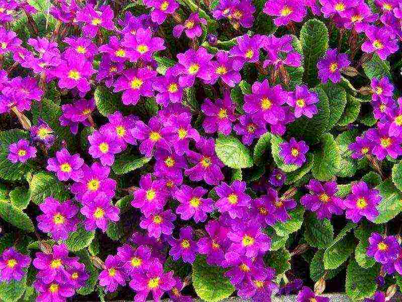 primrose planting and care in the open field in the Urals