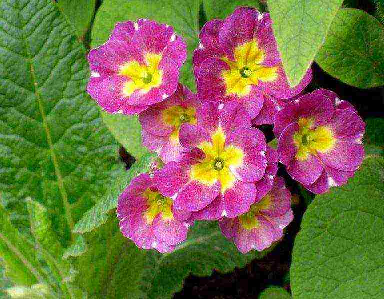 primrose planting and care in the open field in the Urals