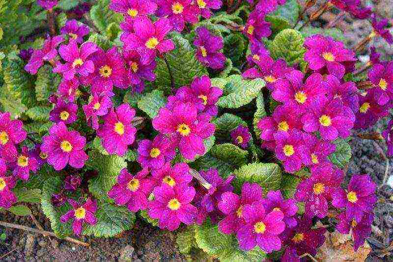 primrose planting and care in the open field in the Urals