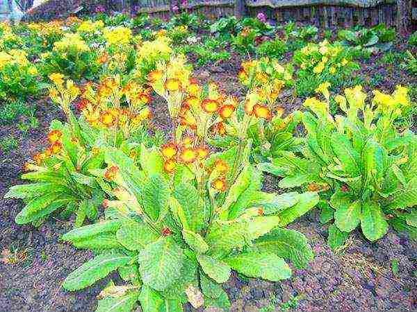 pagtatanim ng primrose at pangangalaga sa bukas na bukid sa Urals