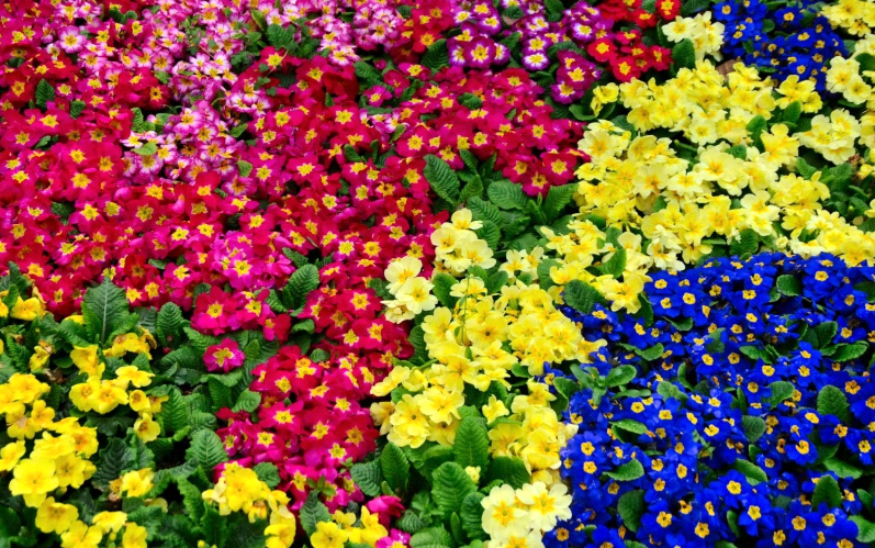 primrose planting and care in the open field in the Urals