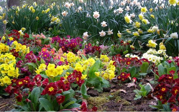 pagtatanim ng primrose at pangangalaga sa bukas na bukid sa Urals