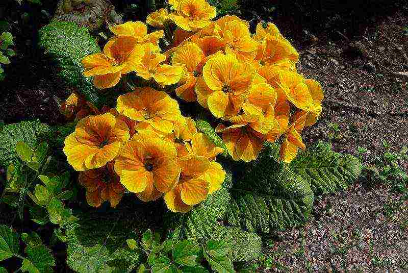 primrose planting and care in the open field in the Urals