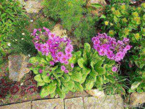 primrose planting and care in the open field in the Urals