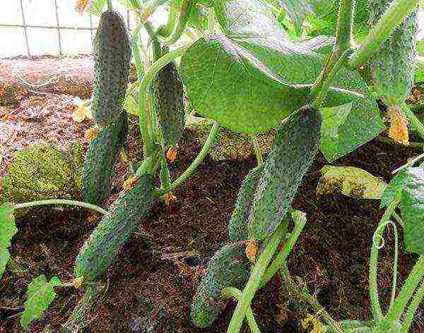 bunch cucumbers for open ground how to grow