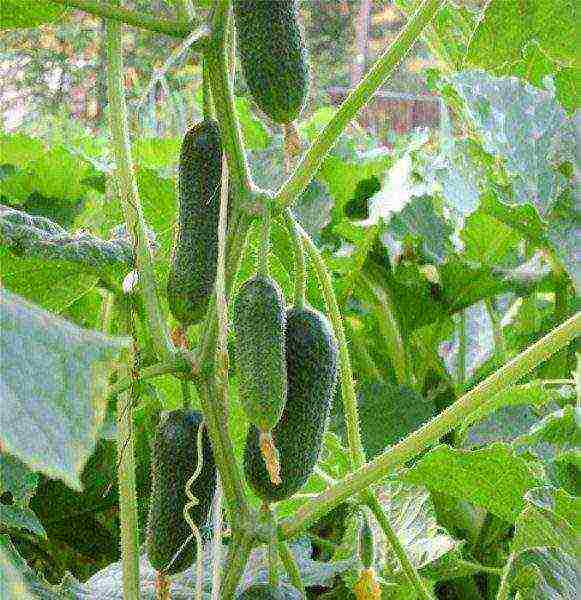 bunch cucumbers for open ground how to grow