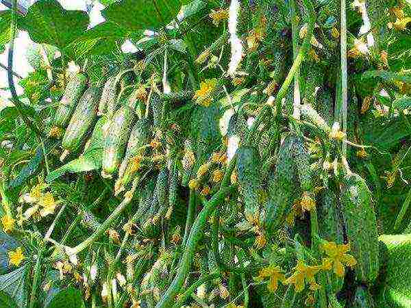 bunch cucumbers for open ground how to grow