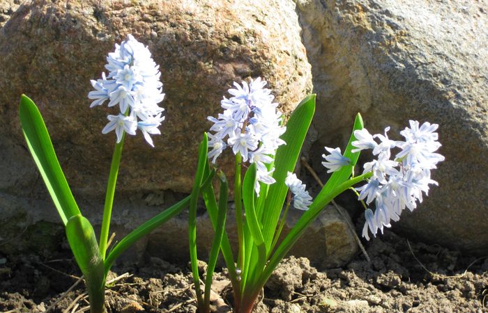 Pushkin planting and care in the open field in the Urals