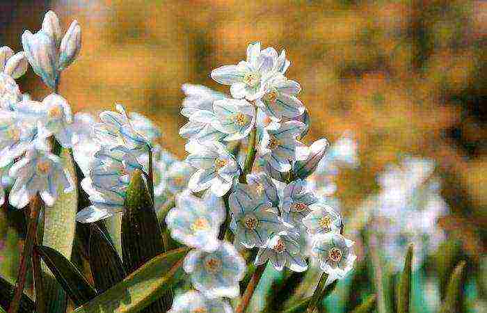 Pushkin planting and care in the open field in the Urals