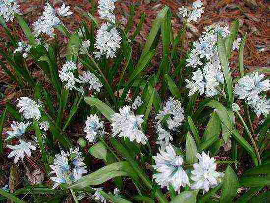 Pushkin planting and care in the open field in the Urals