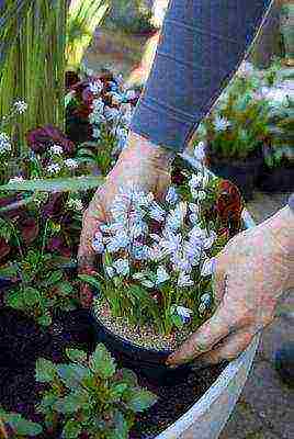 Pushkin planting and care in the open field in the Urals