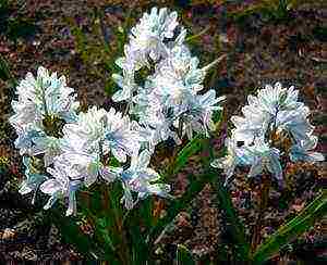 Pushkin planting and care in the open field in the Urals