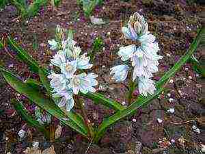 Pushkin planting and care in the open field in the Urals