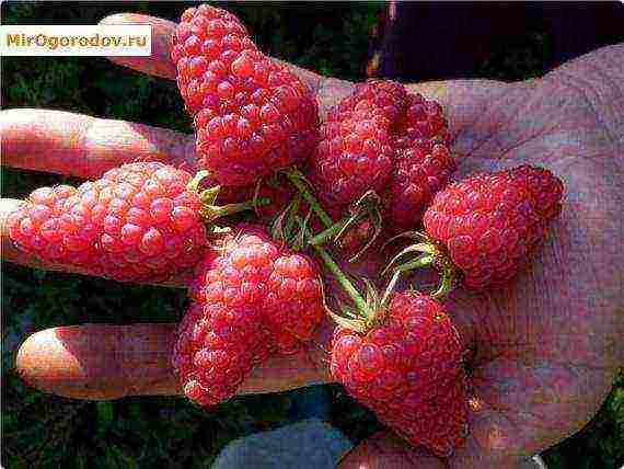 early ripe varieties of raspberries are the best