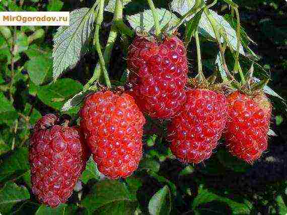 early ripe varieties of raspberries are the best