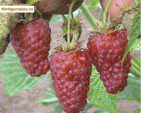 early ripe varieties of raspberries are the best