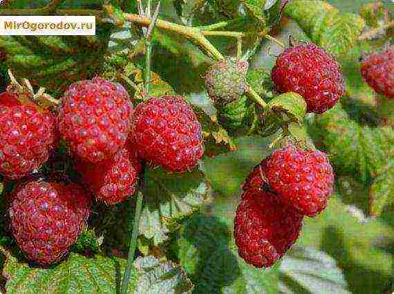 early ripe varieties of raspberries are the best