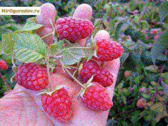 Maagang hinog na mga pagkakaiba-iba ng mga raspberry ang pinakamahusay