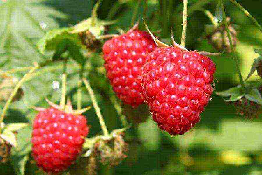 early ripe varieties of raspberries are the best