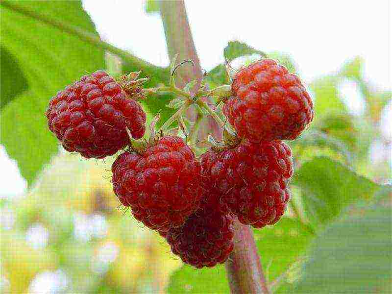 Maagang hinog na mga pagkakaiba-iba ng mga raspberry ang pinakamahusay