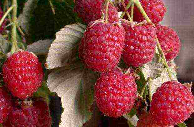 early ripe varieties of raspberries are the best