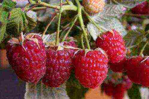 early ripe varieties of raspberries are the best