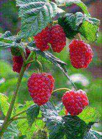 early ripe varieties of raspberries are the best