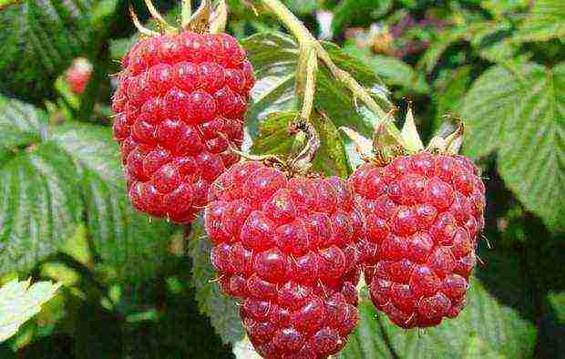 early ripe varieties of raspberries are the best