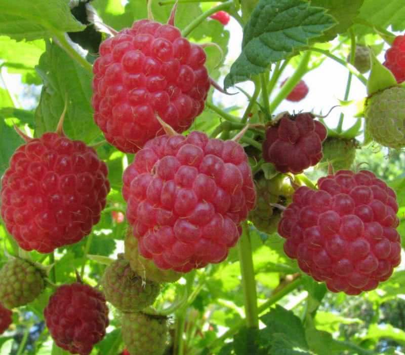 early ripe varieties of raspberries are the best