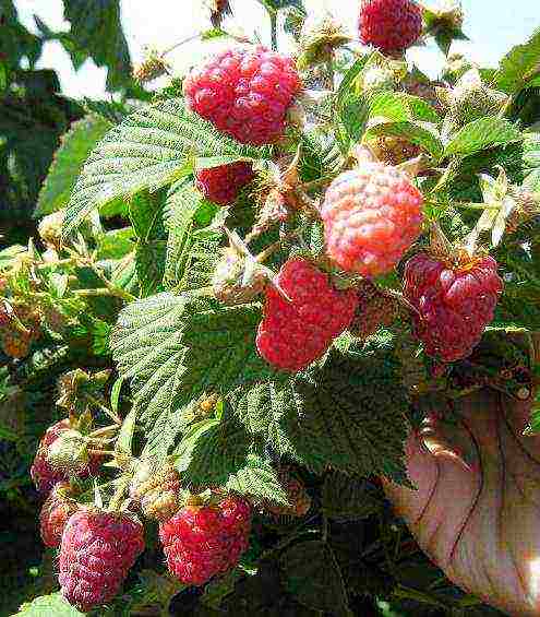 early ripe varieties of raspberries are the best