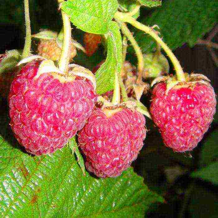 early ripe varieties of raspberries are the best