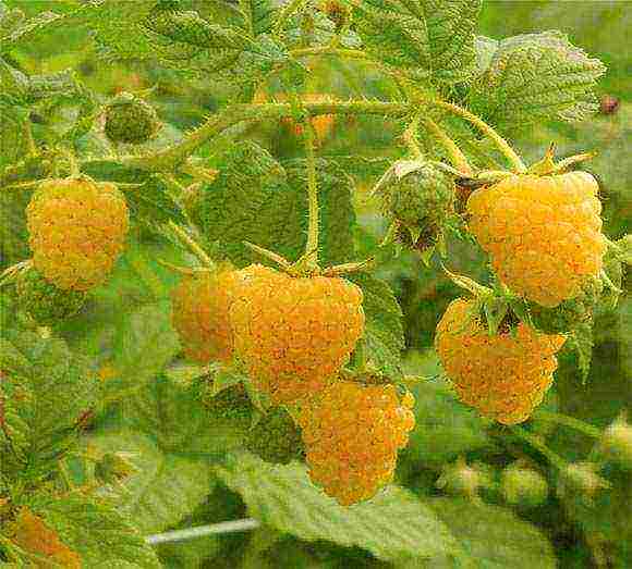 early ripe varieties of raspberries are the best