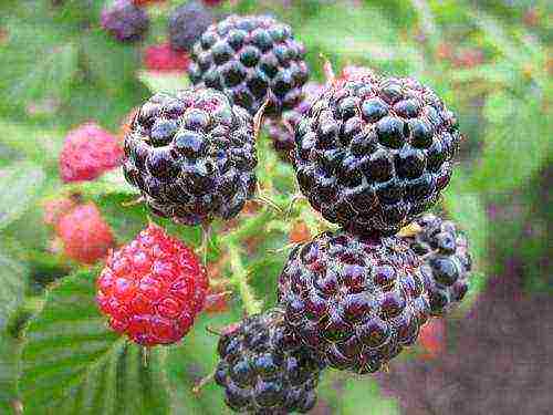 early ripe varieties of raspberries are the best