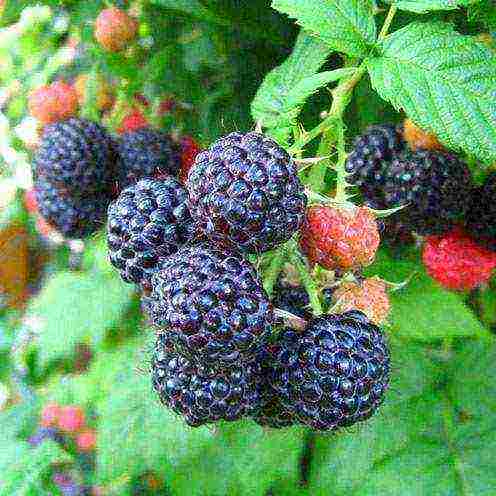 early ripe varieties of raspberries are the best